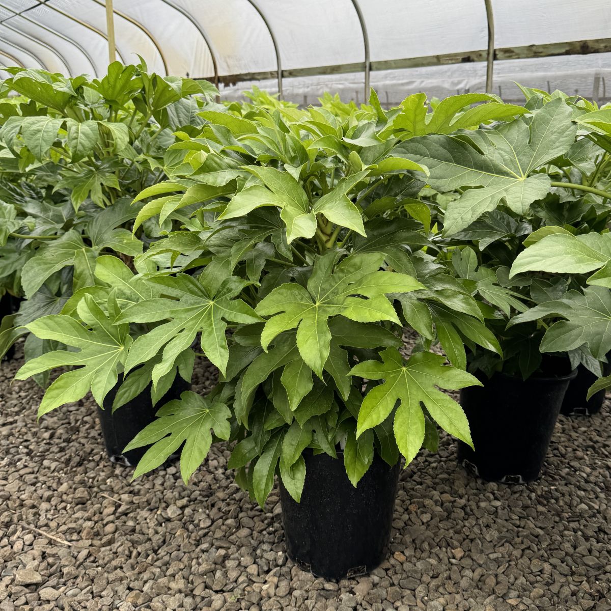 Fatsia japonica