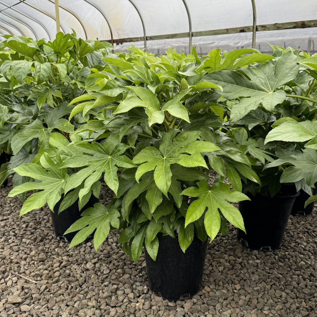Fatsia japonica