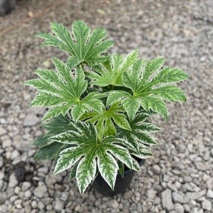 Fatsia japonica 'Spider's Web'