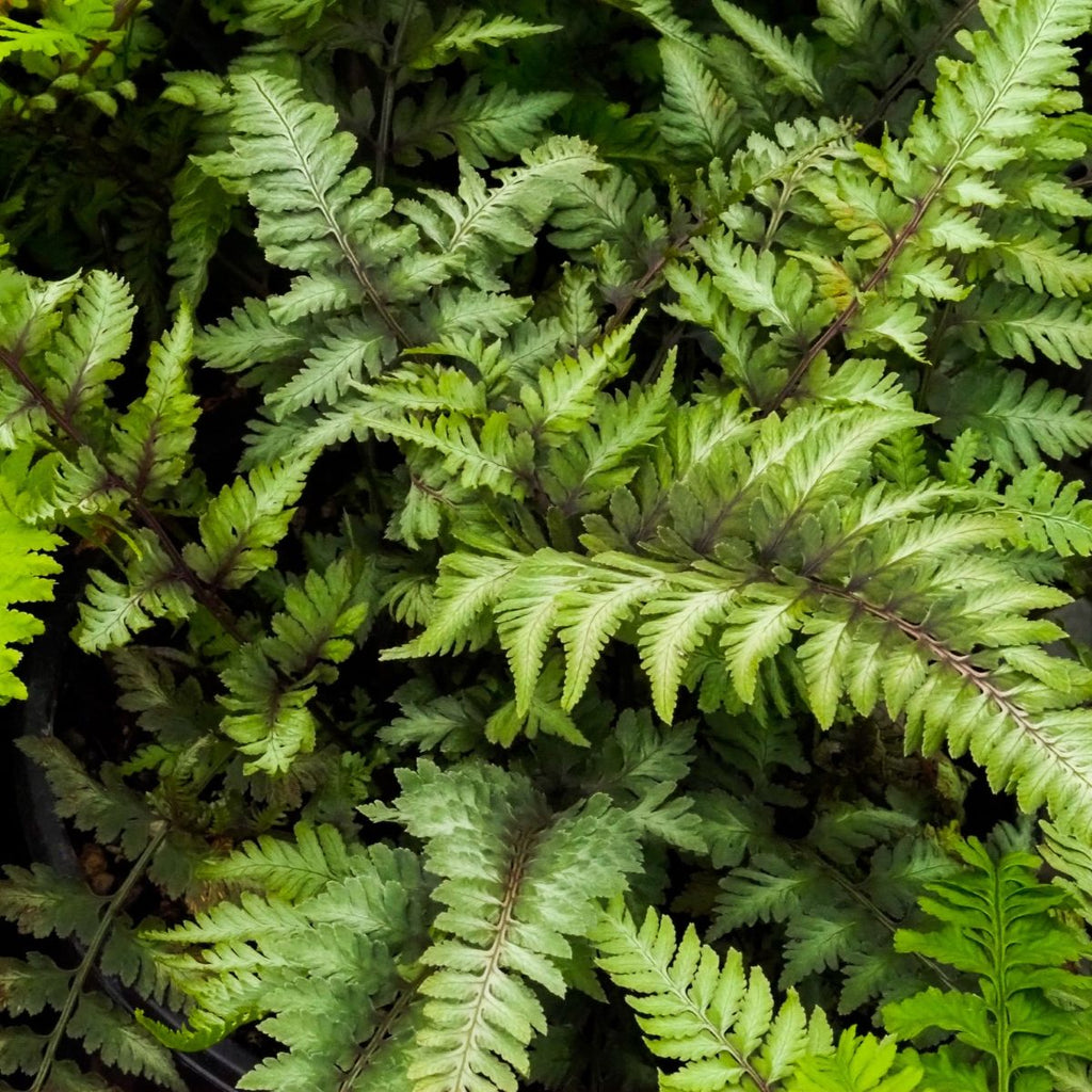 Fern, Athyrium niponicum 'Apple Court'