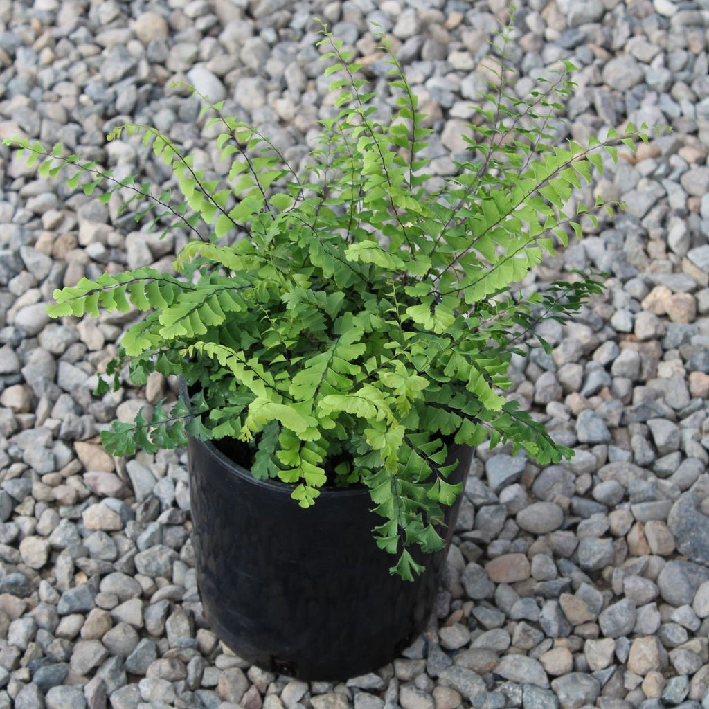 Fern, Adiantum pedatum - Maidenhair