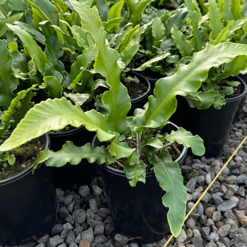 Fern, Asplenium scolopendrium - Harts Tongue