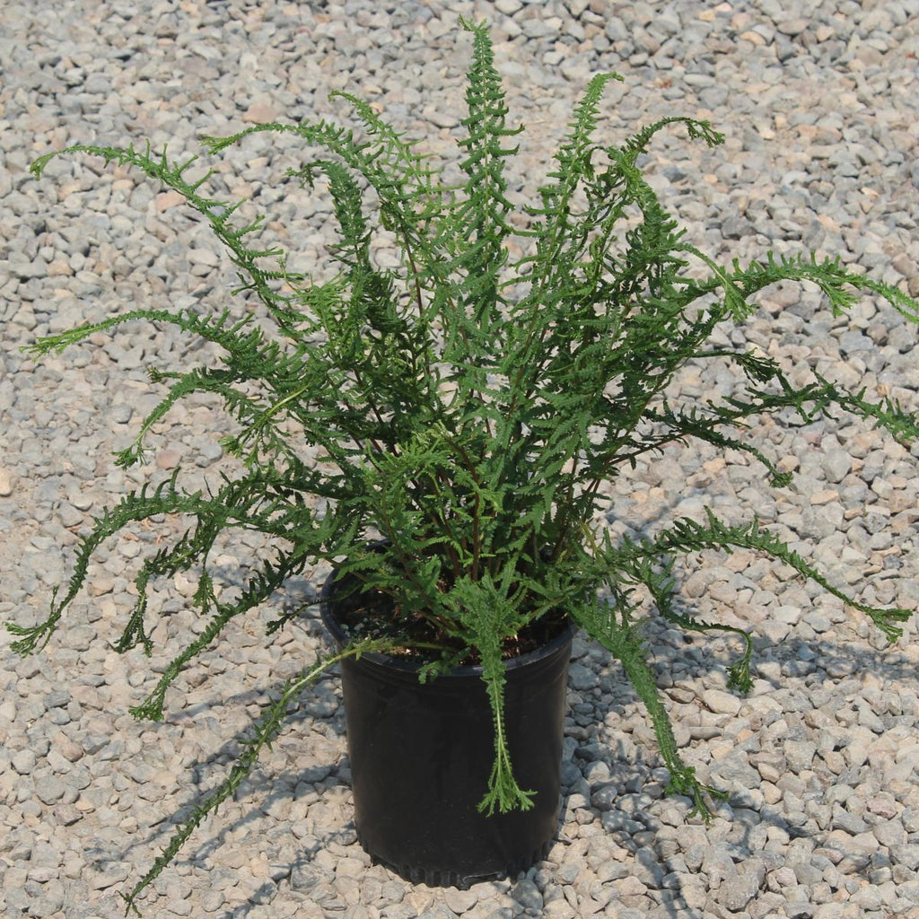 Fern, Athyrium filix-mas 'Dre's Dagger'