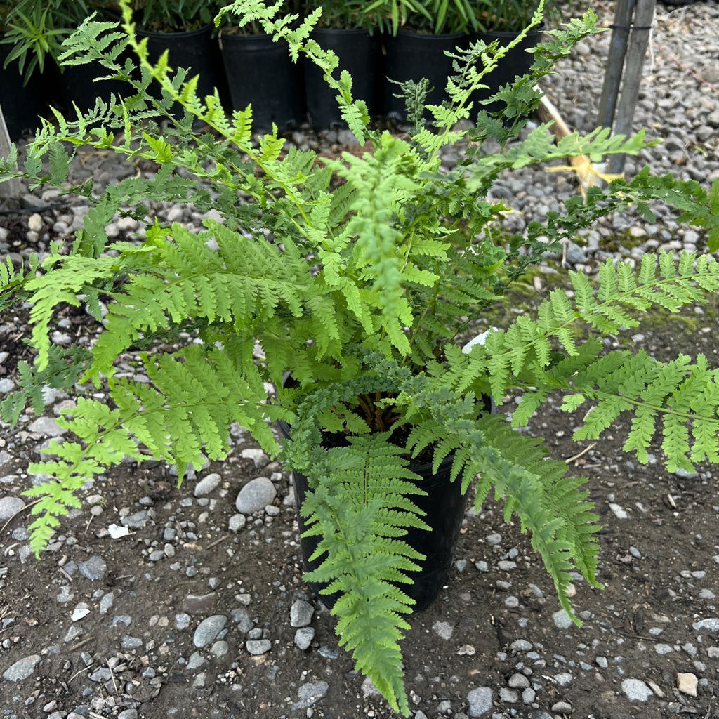 Fern, Athyrium filix-femina 'Frizelliae'