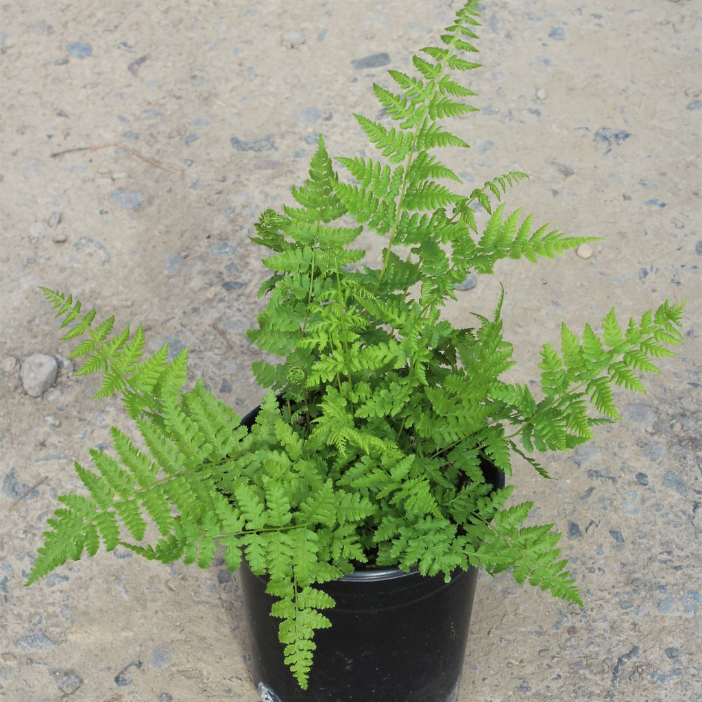 Fern, Athyrium filix-femina - Lady