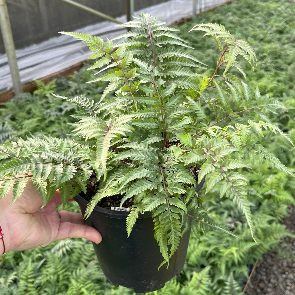 Fern, Athyrium niponicum 'Metallicum'