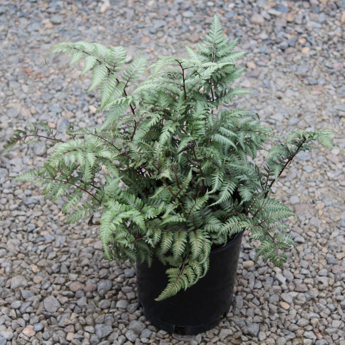 Fern, Athyrium niponicum 'Pictum'