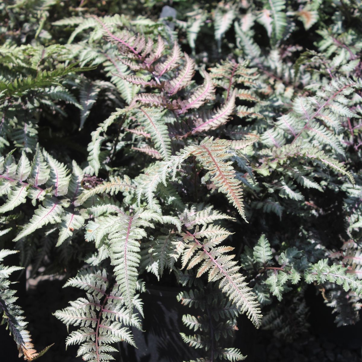 Fern, Athyrium niponicum 'Regal Red'