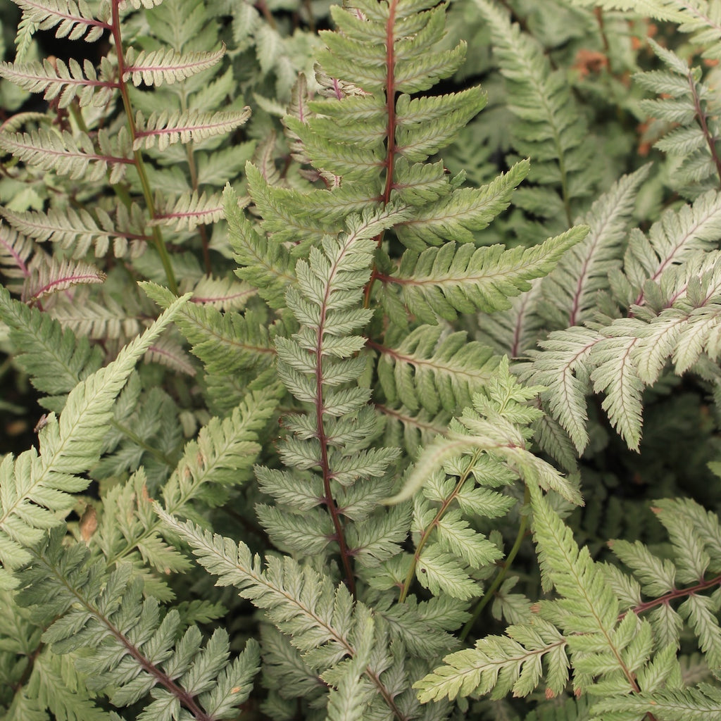 Fern, Athyrium niponicum 'Silver Falls' PP12803