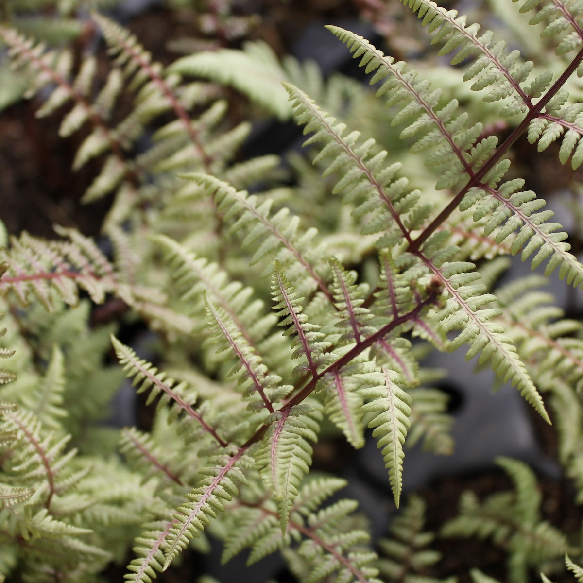 Fern, Athyrium x 'Ghost'