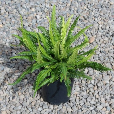 Fern, Blechnum spicant - Deer