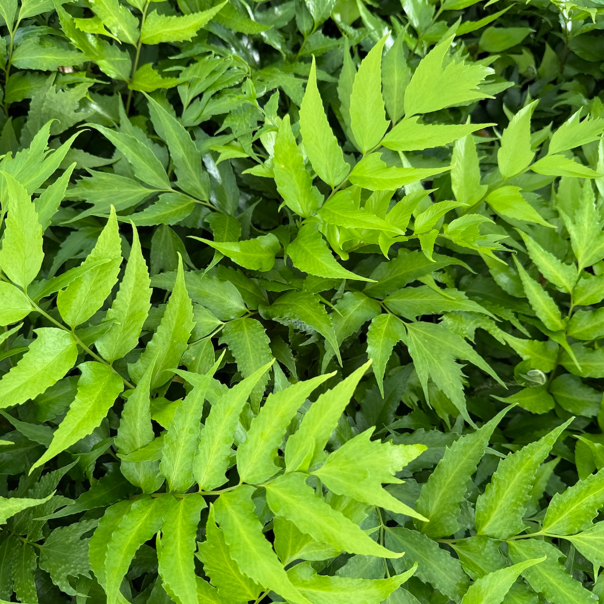 Fern, Cyrtomium falcatum - Japanese Holly