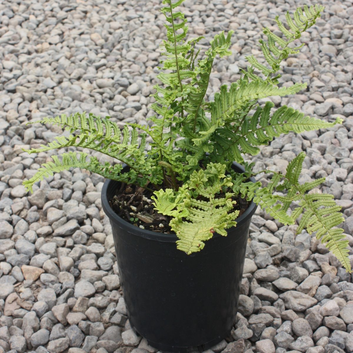 Fern, Dryopteris affinis 'Cristata the King'