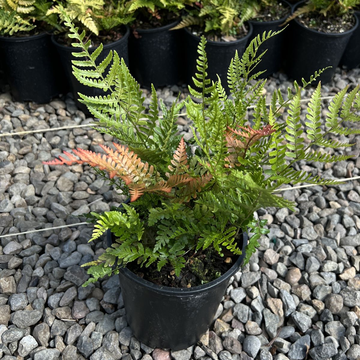 Fern, Dryopteris erythrosora 'Prolifica'