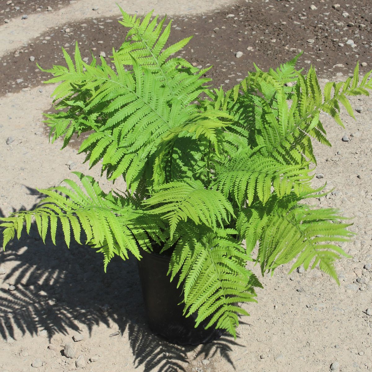 Fern, Matteuccia struthiopteris - Ostrich