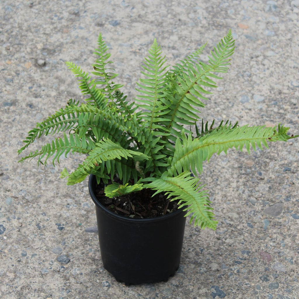 Fern, Polystichum munitum - Sword