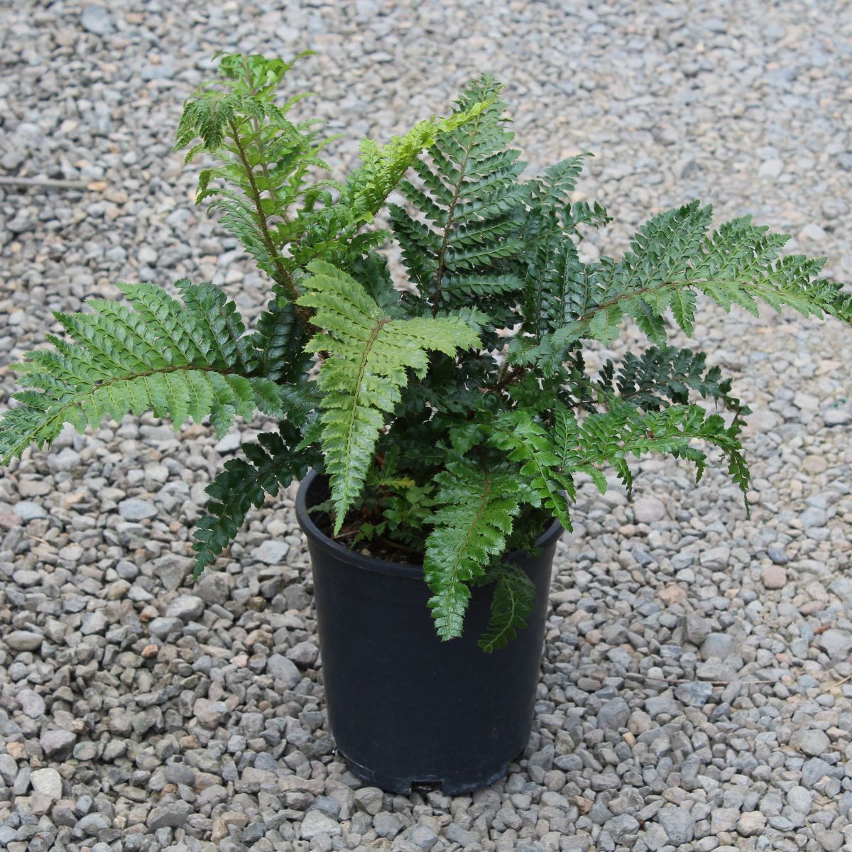 Fern, Polystichum polyblepharum -Tassel