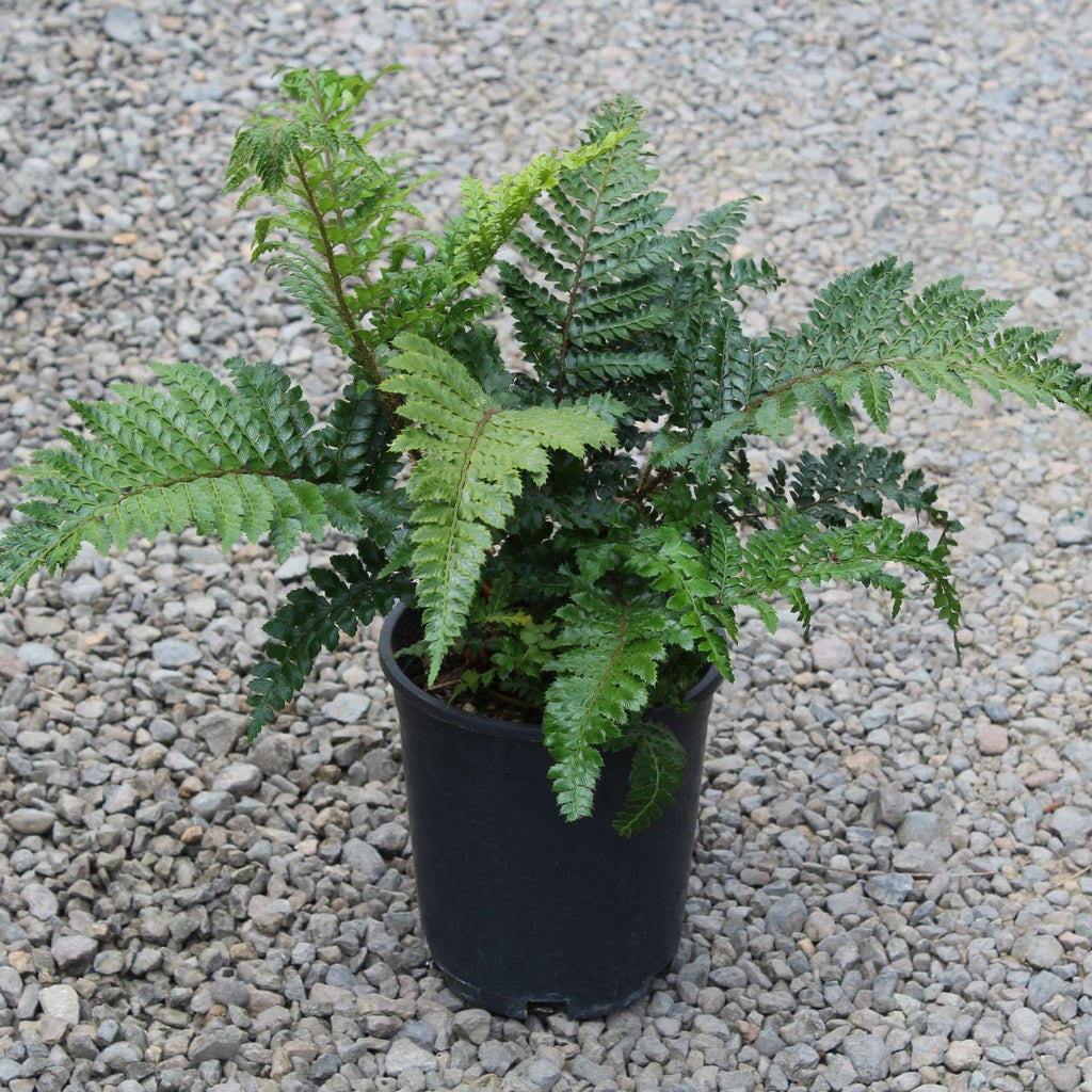 Fern, Polystichum polyblepharum -Tassel