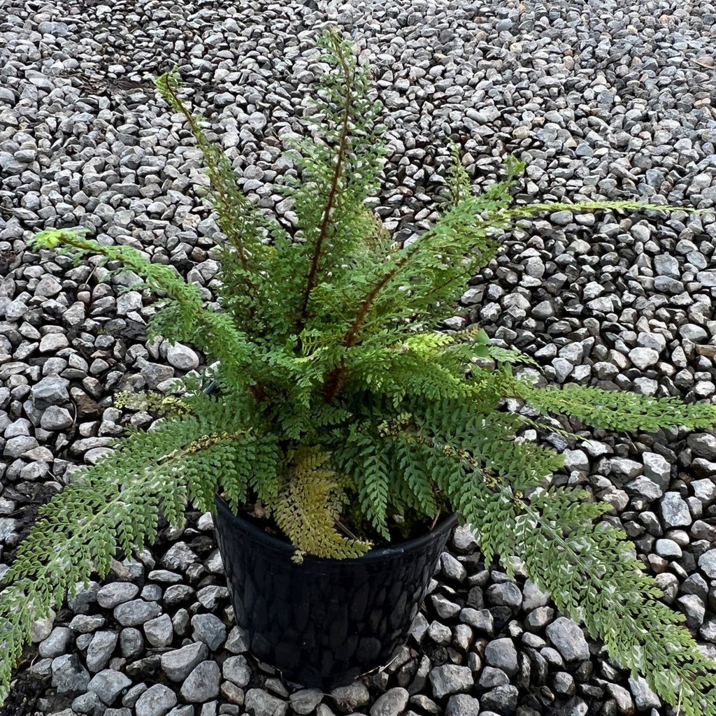 Fern, Polystichum setiferum 'Divisilobum'