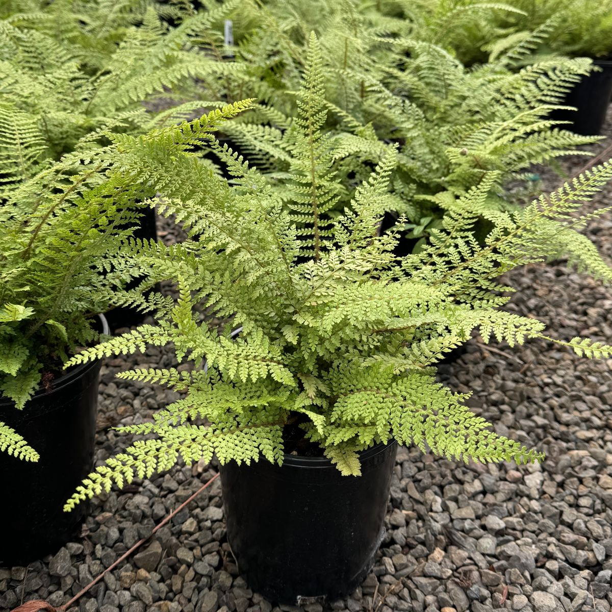 Fern, Polystichum setiferum 'Herrenhausen'