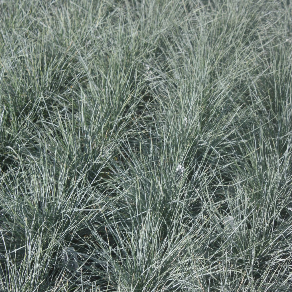 Grass, Festuca c. 'Beyond Blue'