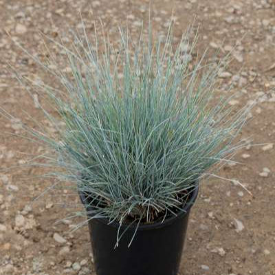 Grass, Festuca o. g. 'Elijah Blue'