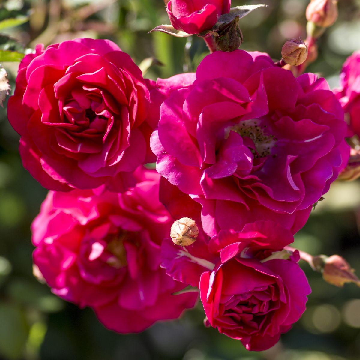 Rosa gc. FIRE MEIDILAND® PP11583 (red)