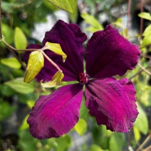 VINE Clematis 'Honora' (Violet-Purple)