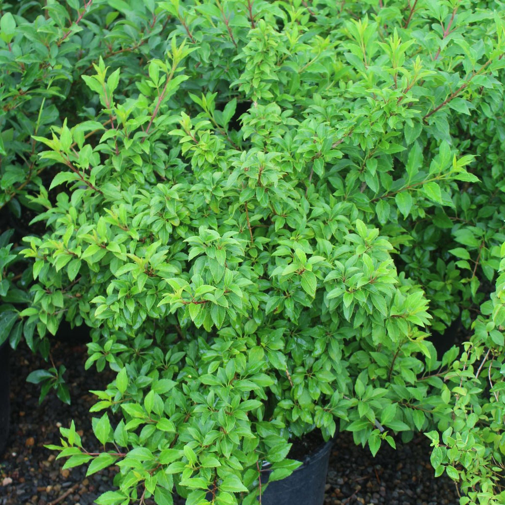 Forsythia x int. 'Arnold Dwarf'