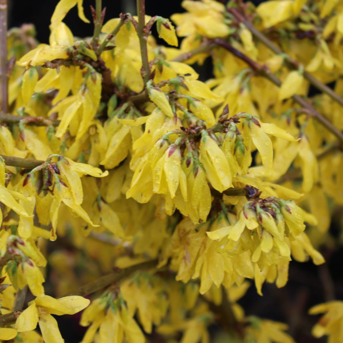 Forsythia x int. GOLD TIDE®