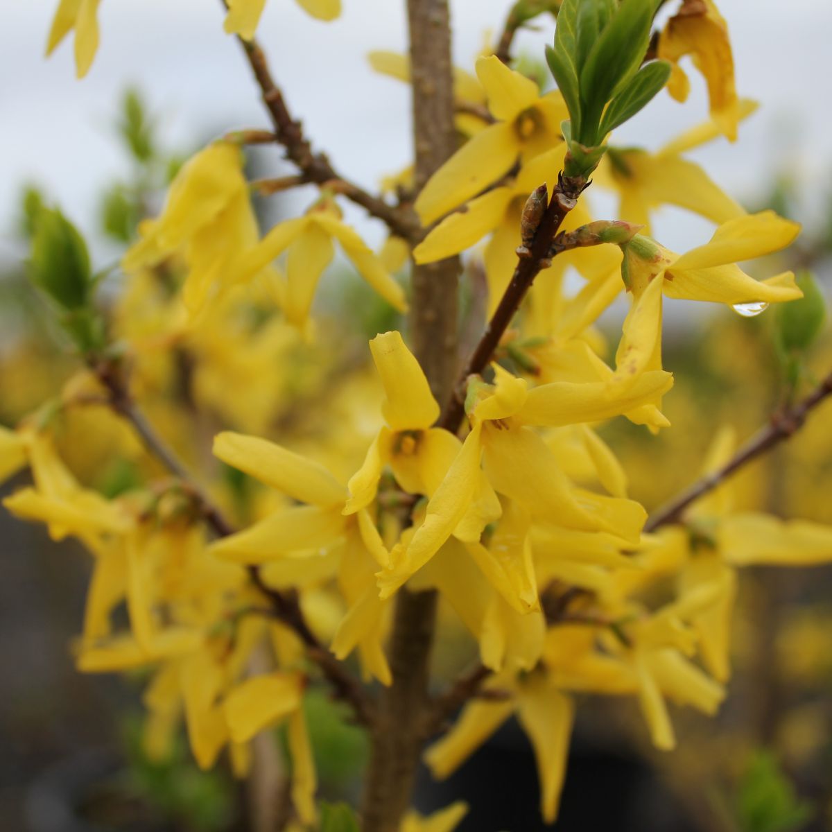 Forsythia x int. 'Lynwood Gold'