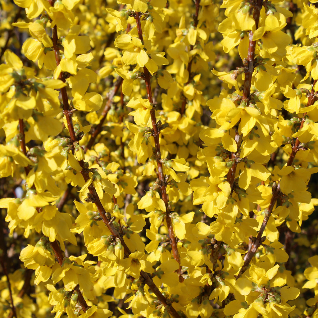Forsythia x int. COLOR CHOICE® SHOW OFF® PW PP1932