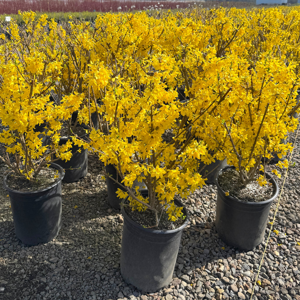 Forsythia x int. 'Spectabilis' (yellow)