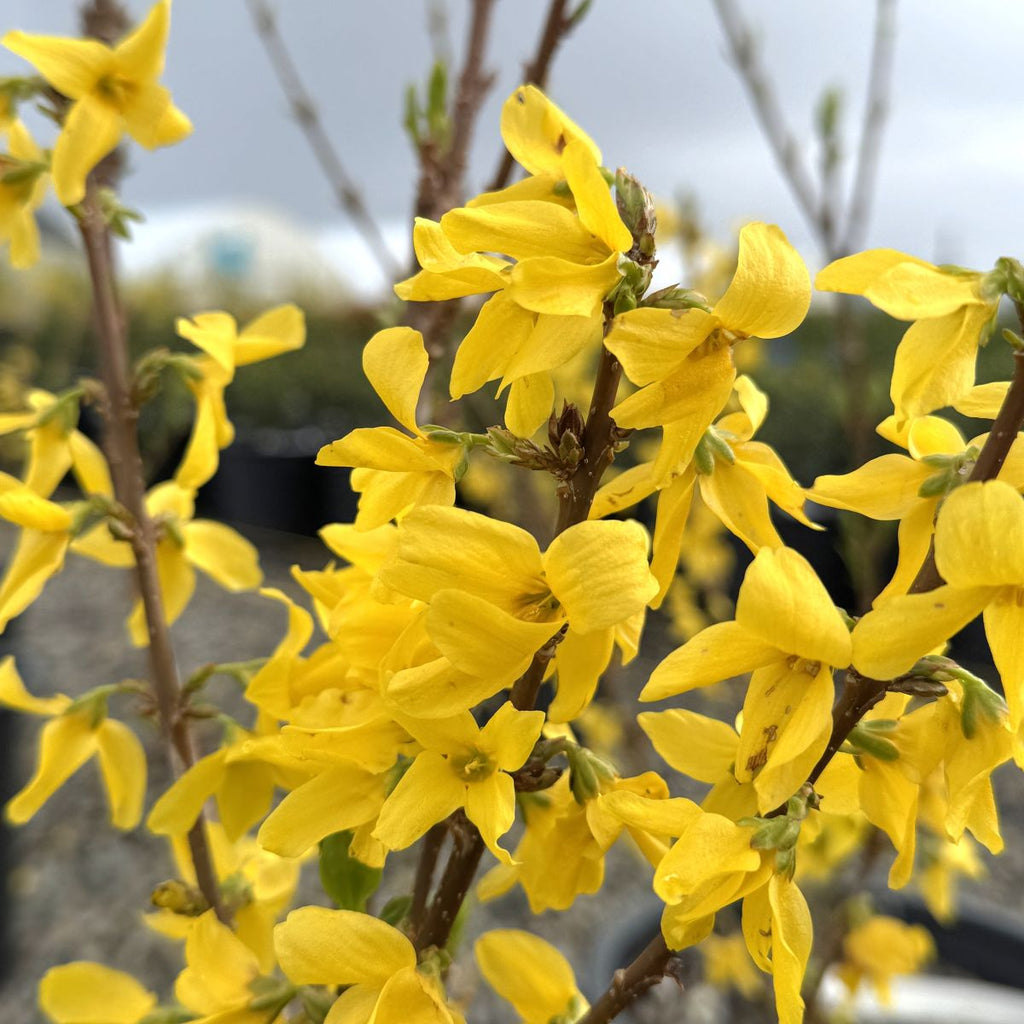 Forsythia x intermedia 'Minigold'