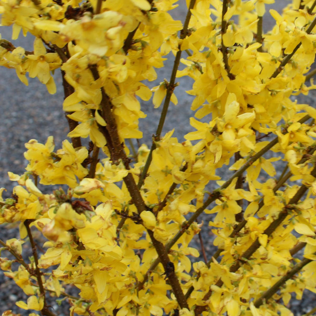 Forsythia x int. 'Spring Glory'