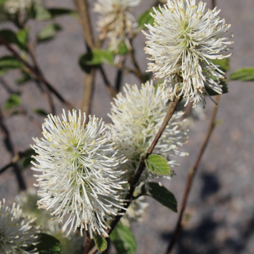 Fothergilla 'Mount Airy'