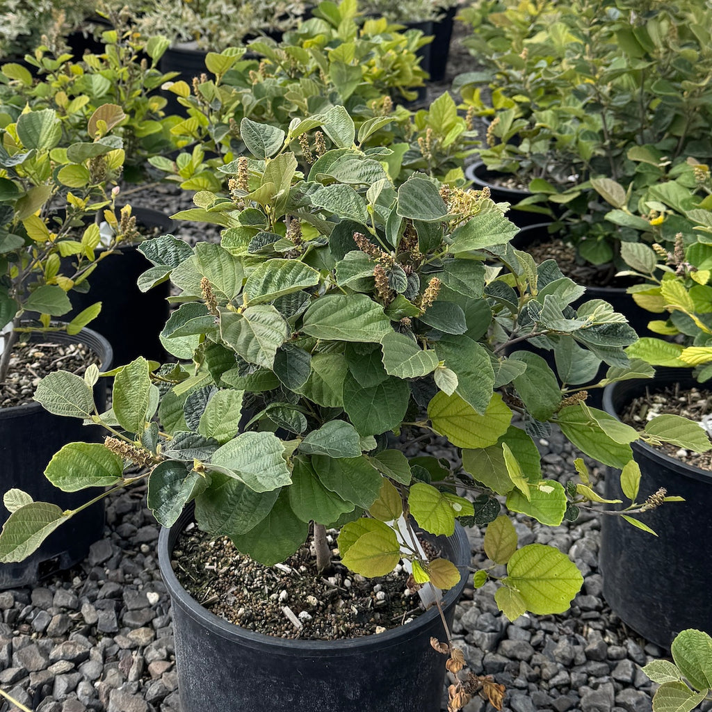 Fothergilla gardenii