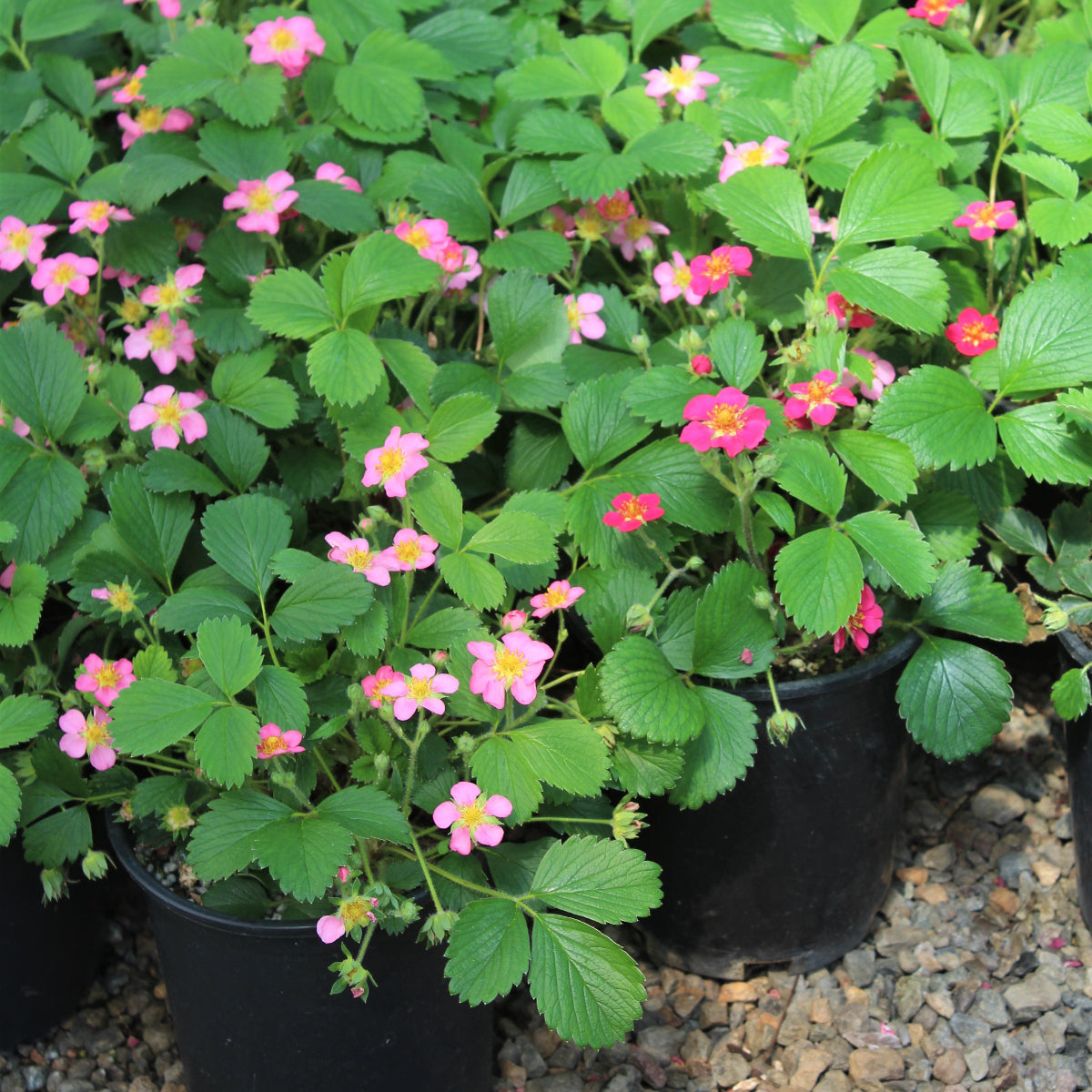 Fragaria c. 'Lipstick'