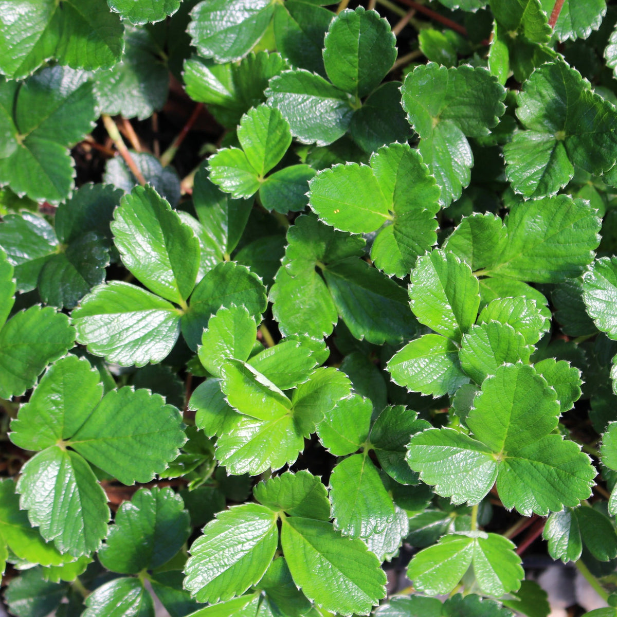 Groundcover, Fragaria chiloensis- 25 per flat