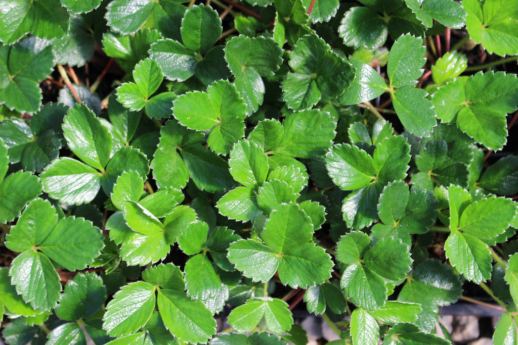 Groundcover, Fragaria chiloensis- 25 per flat