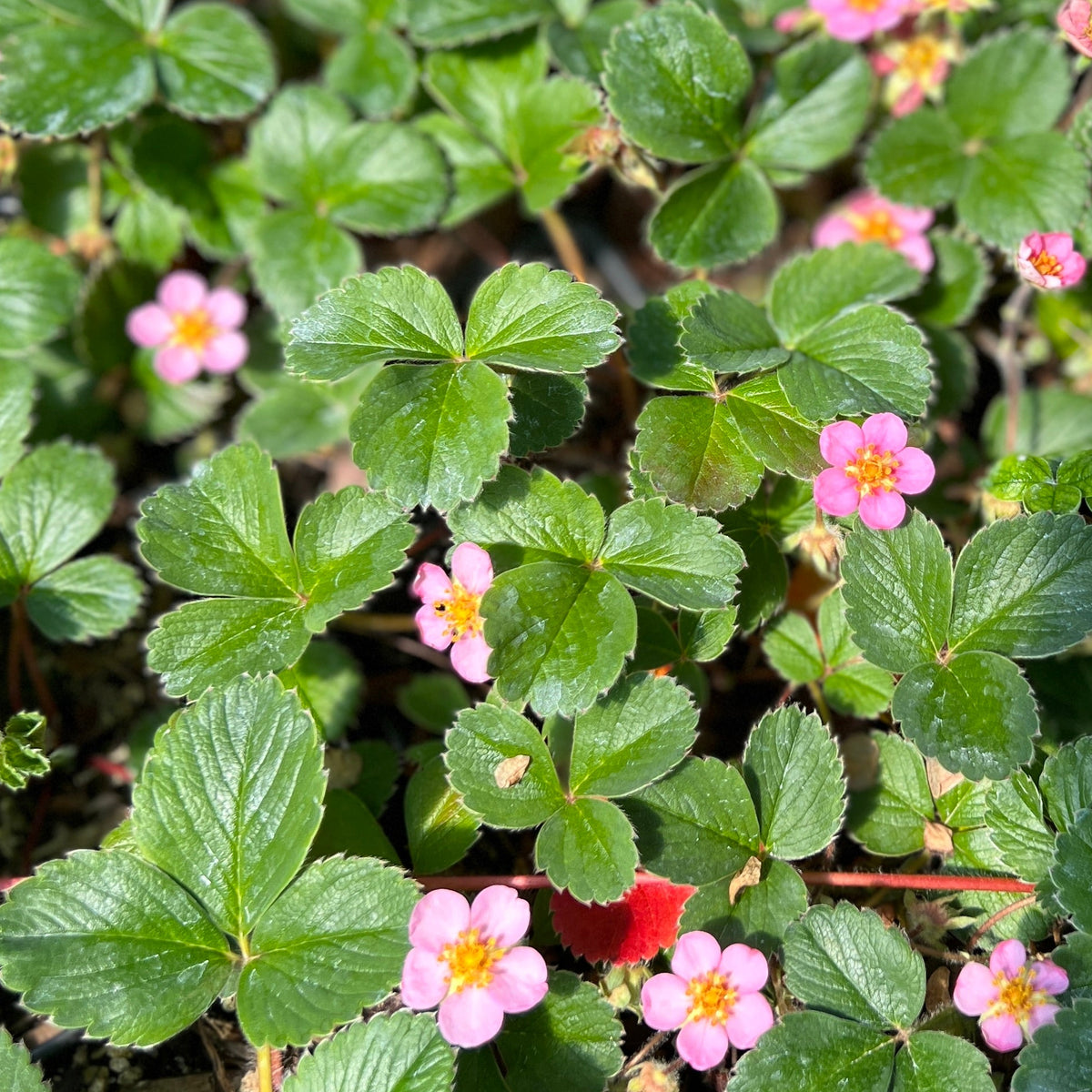 Groundcover, Fragaria x ananassa- 25 per flat