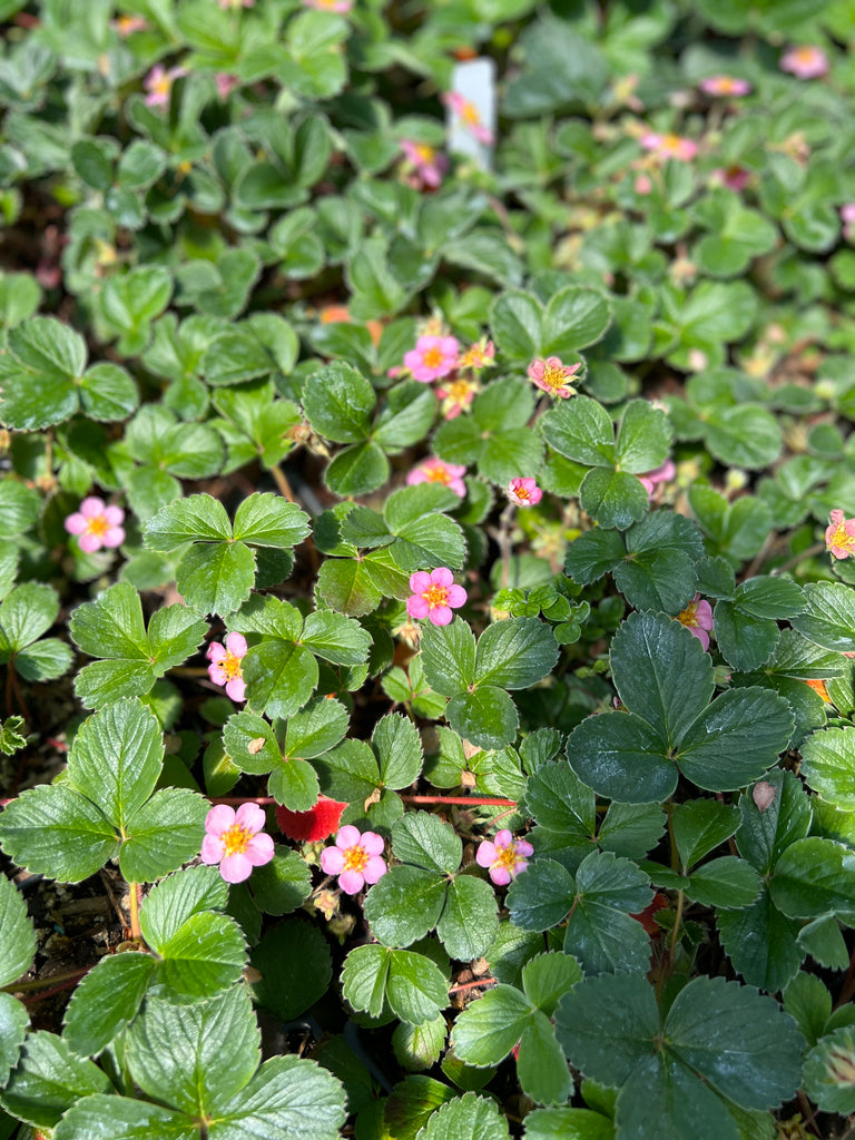 Groundcover, Fragaria x ananassa- 25 per flat