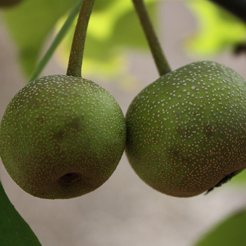 Fruit, Asian Pear 'Shinko' (Semi Dwarf)