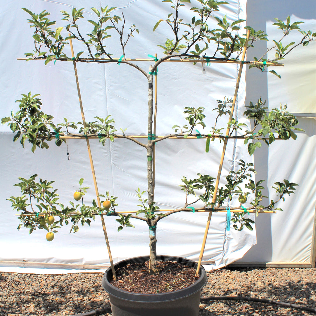 Fruit, Apple, ESPALIER (3TR-3WY) 'Gala/Honeycrisp/GoldRush'