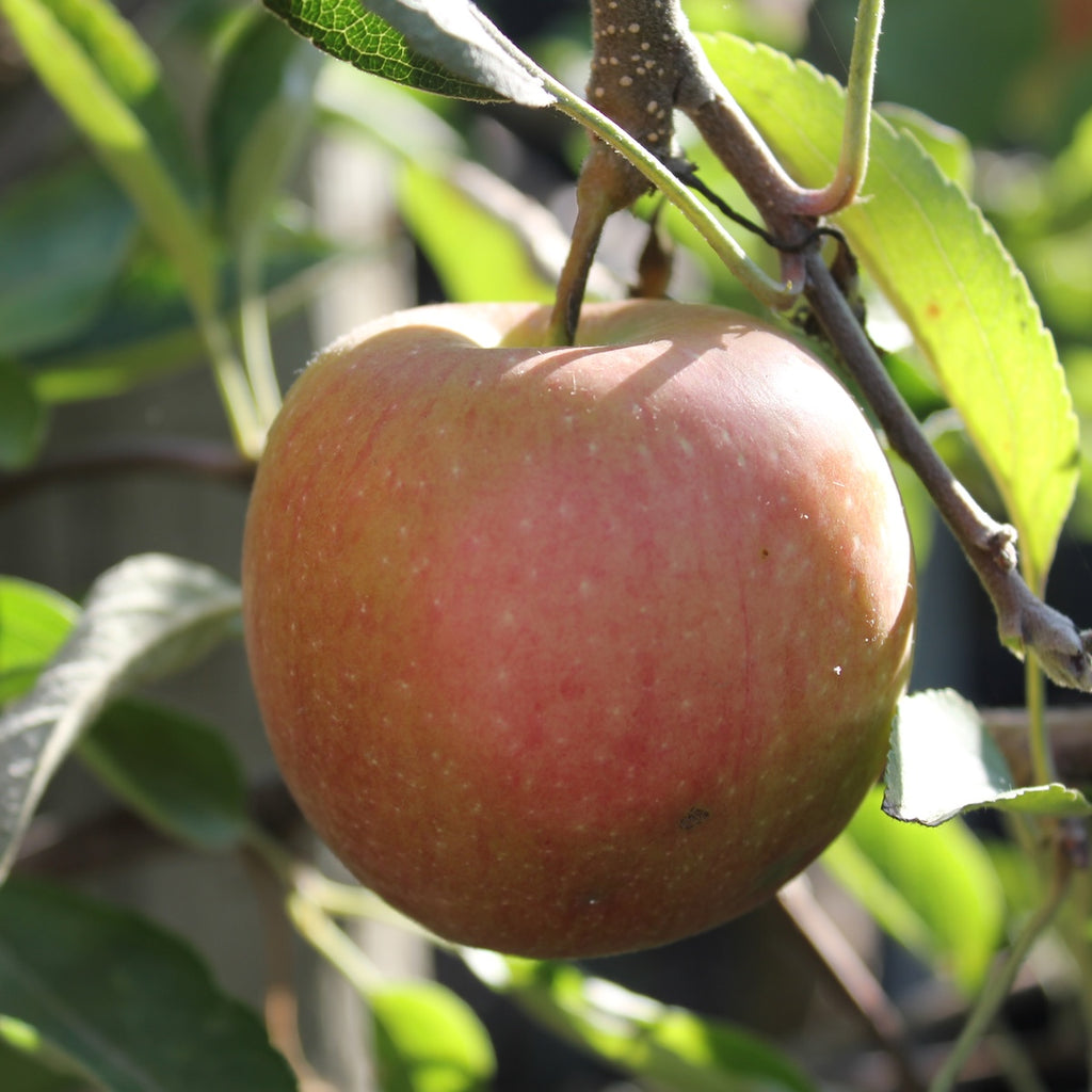 Fruit, Apple 'Braeburn' (Dwarf)