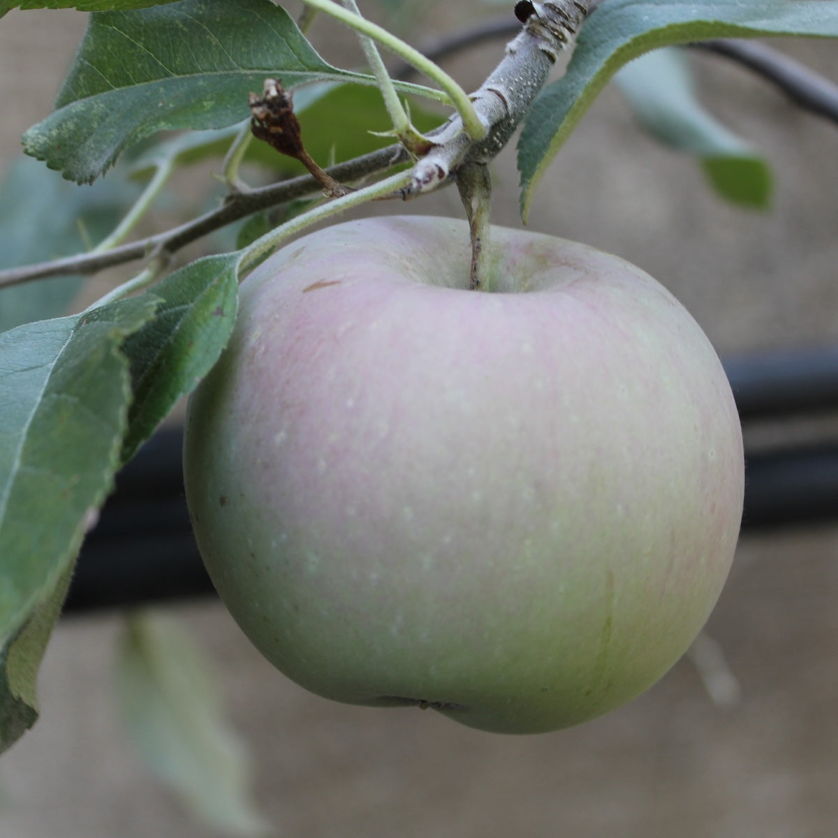 Fruit, Apple 'Fuji' (Semi Dwarf)
