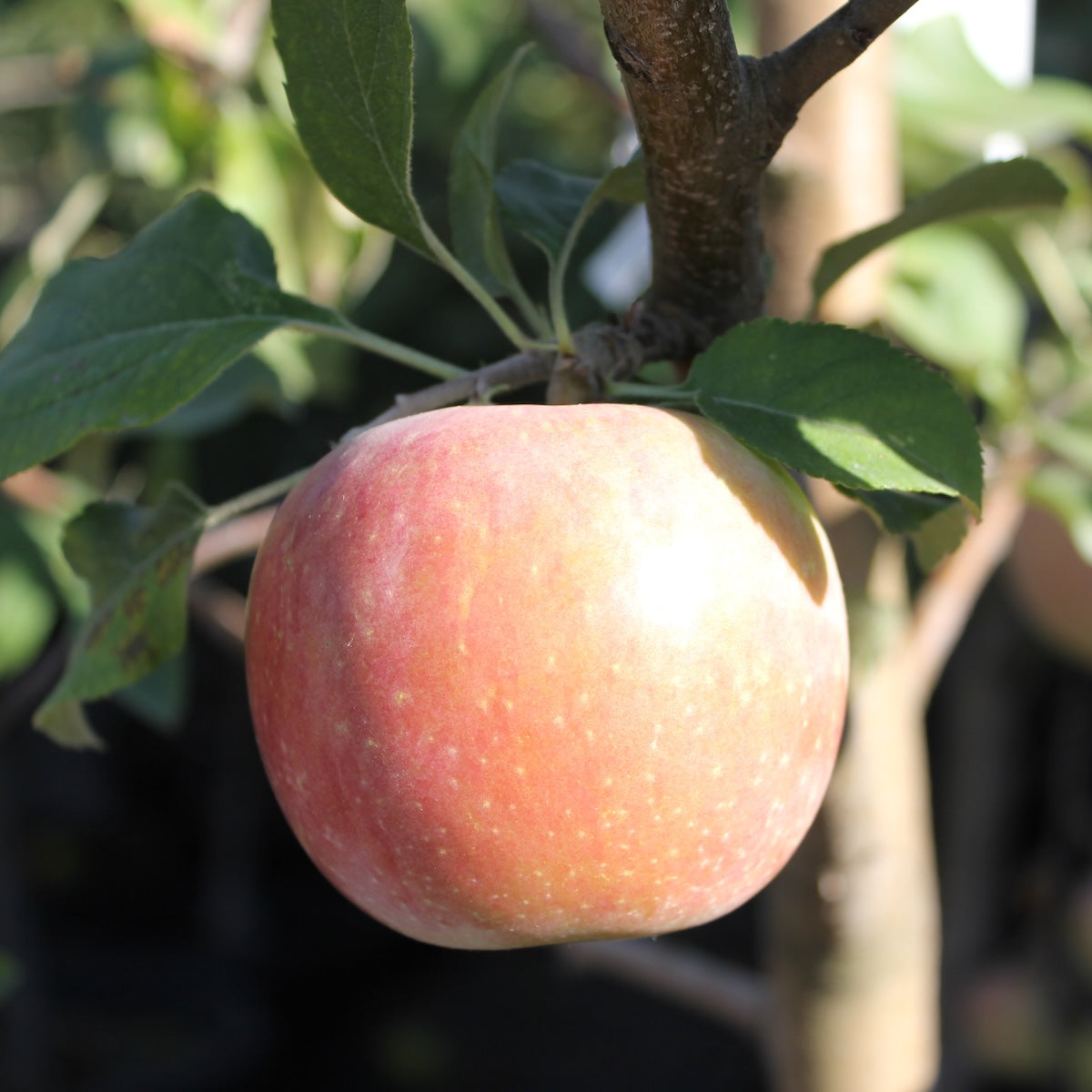 Fruit, Apple 'Fuji' (Semi Dwarf)