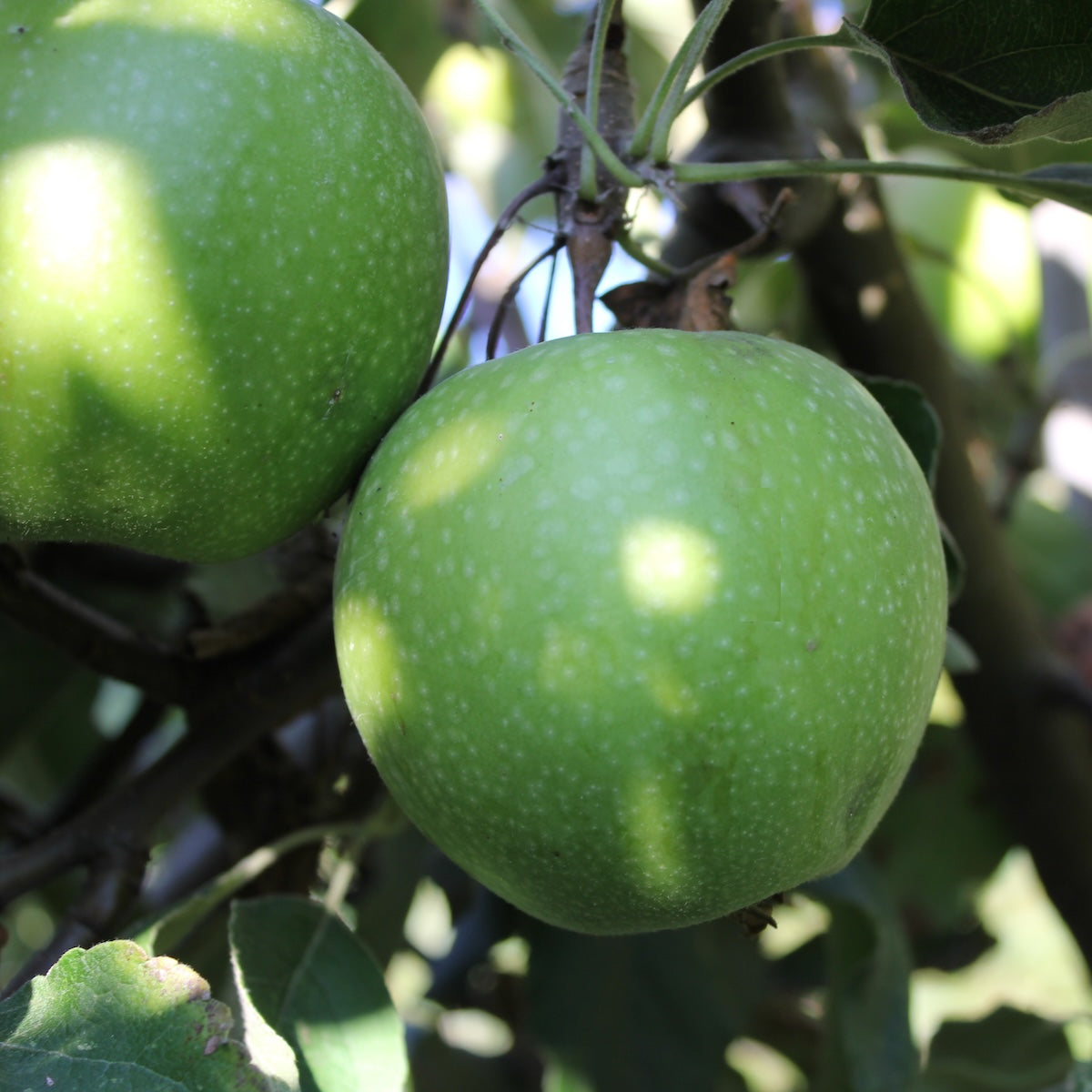Fruit, Apple 'Granny Smith' (Semi Dwarf)