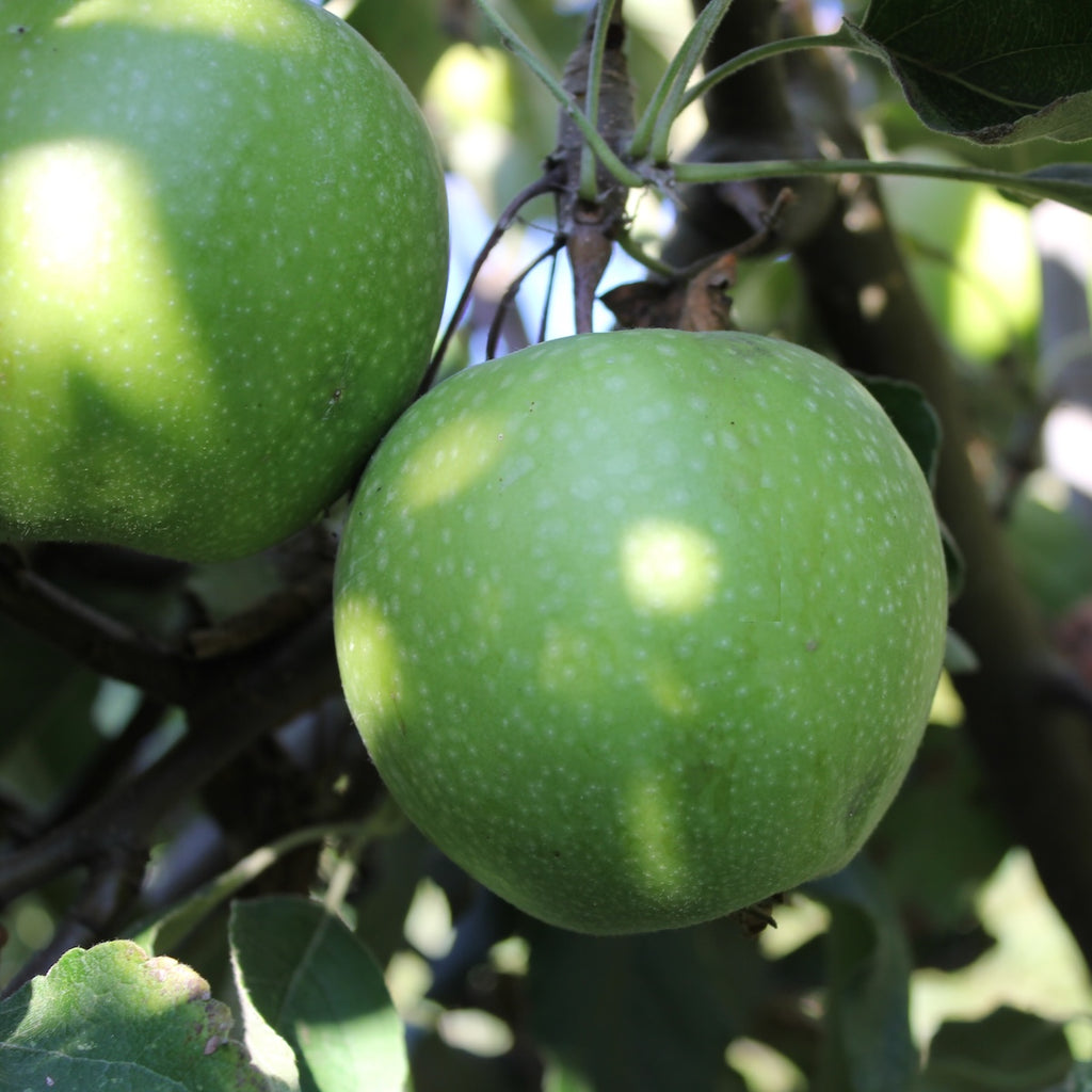 Fruit, Apple 'Granny Smith' (Semi Dwarf)