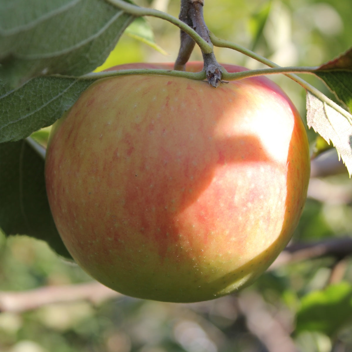 Fruit, Apple 'Jonagold' (Dwarf)